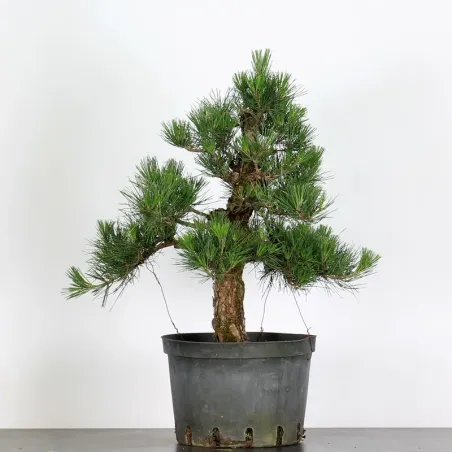 JAPANESE BLACK PINE "THUNBERGII" 1-4
