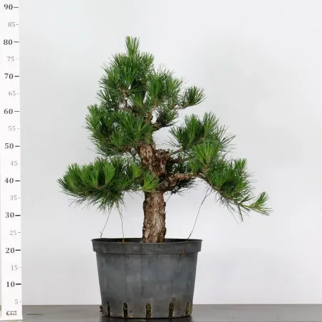 image supplémentaire - JAPANESE BLACK PINE...