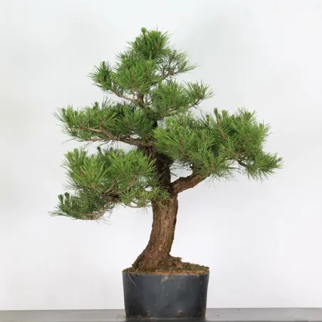 JAPANESE BLACK PINE "THUNBERGII" 1-9