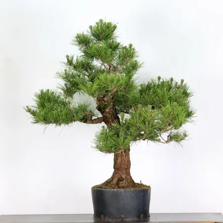 image supplémentaire - JAPANESE BLACK PINE...