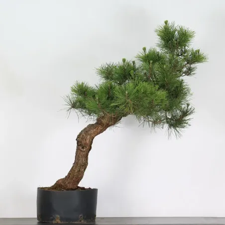 JAPANESE BLACK PINE "THUNBERGII" 1-10
