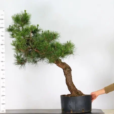 image supplémentaire - JAPANESE BLACK PINE...
