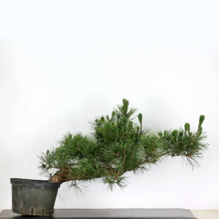 JAPANESE BLACK PINE "THUNBERGII" 2-1