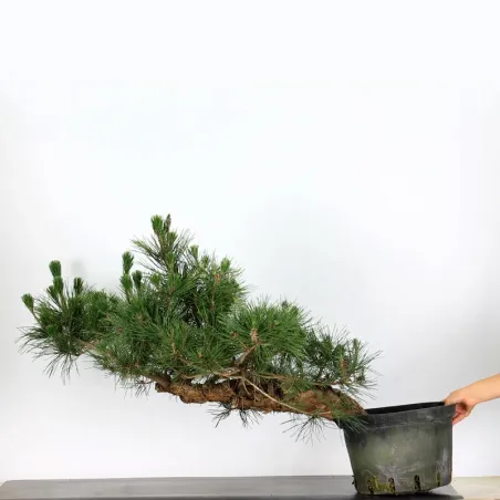 image supplémentaire - JAPANESE BLACK PINE...