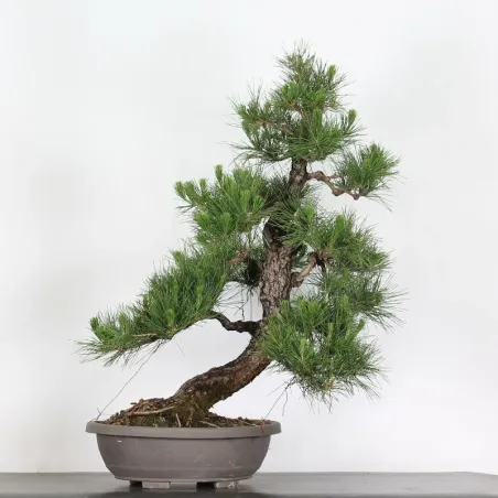 JAPANESE BLACK PINE "THUNBERGII" 2-2