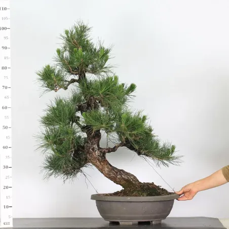 image supplémentaire - JAPANESE BLACK PINE...