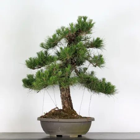 JAPANESE BLACK PINE "THUNBERGII" 2-3