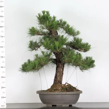 image supplémentaire - JAPANESE BLACK PINE...