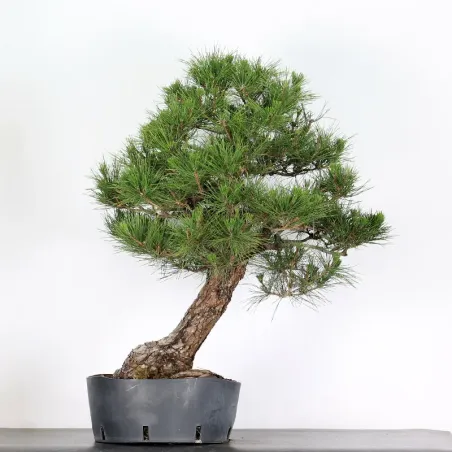 JAPANESE BLACK PINE "THUNBERGII" 2-4