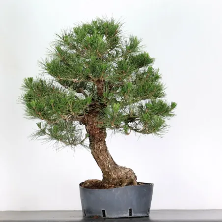 image supplémentaire - JAPANESE BLACK PINE...