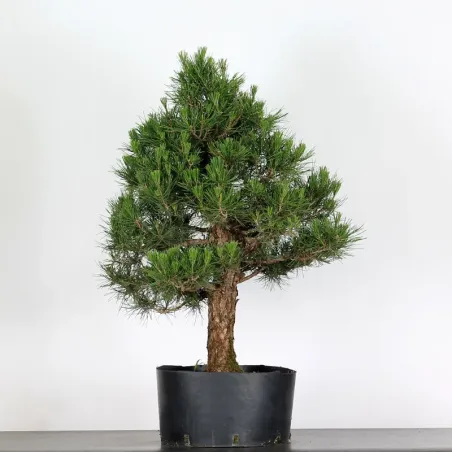 image supplémentaire - JAPANESE BLACK PINE...