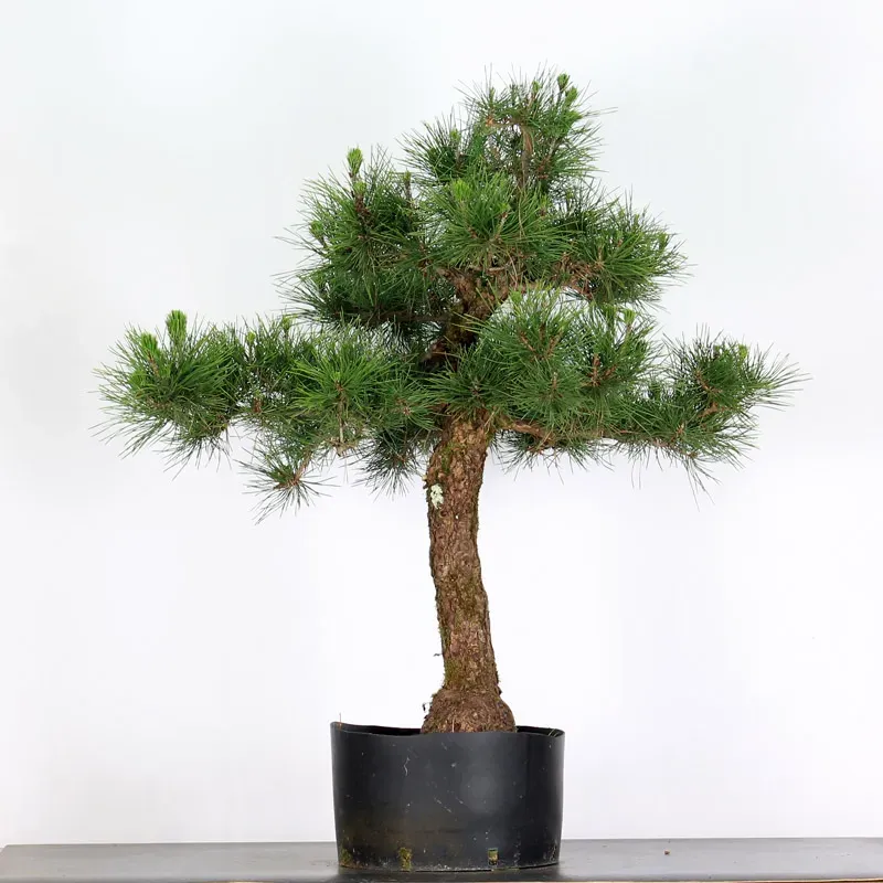 JAPANESE BLACK PINE "THUNBERGII" 2-6