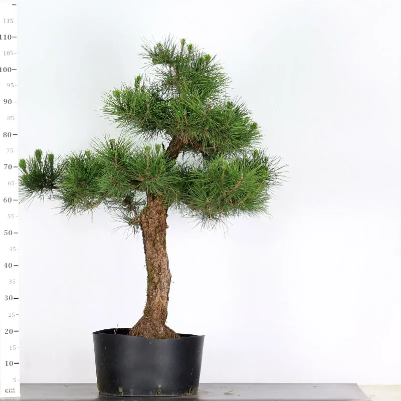 image supplémentaire - JAPANESE BLACK PINE...