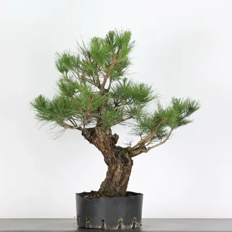 image supplémentaire - JAPANESE BLACK PINE...