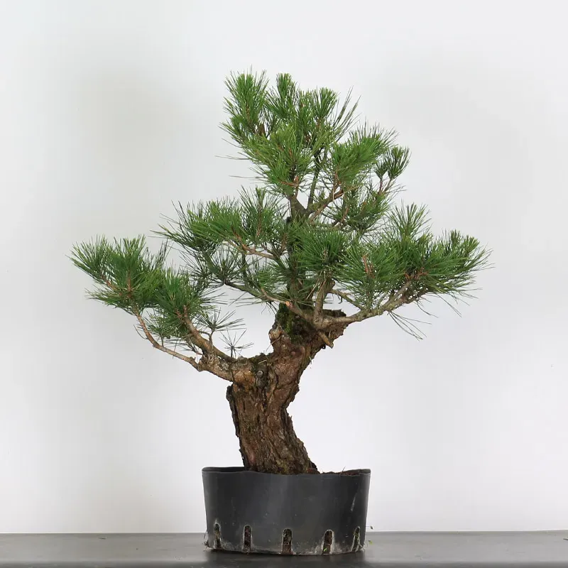 JAPANESE BLACK PINE "THUNBERGII" 2-7