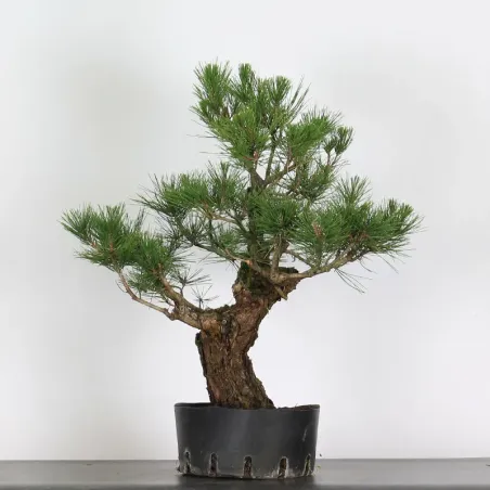 JAPANESE BLACK PINE "THUNBERGII" 2-7