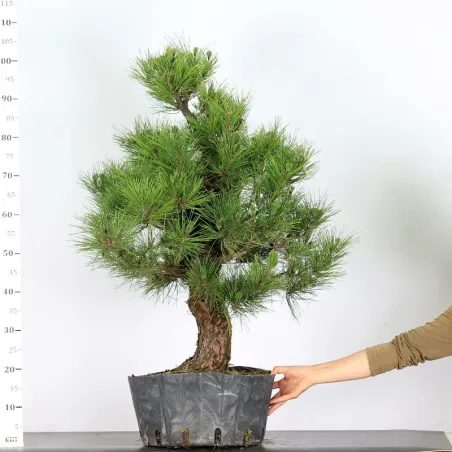 image supplémentaire - JAPANESE BLACK PINE...
