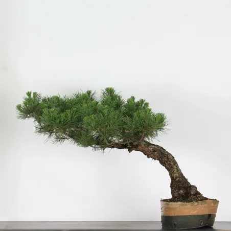 JAPANESE BLACK PINE "THUNBERGII" 2-9