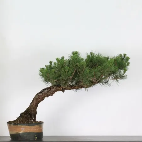 image supplémentaire - JAPANESE BLACK PINE...