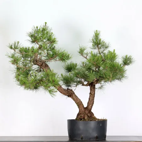 JAPANESE BLACK PINE "THUNBERGII" 2-10