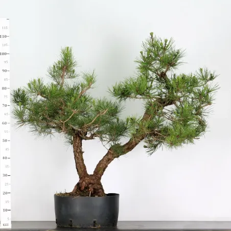image supplémentaire - JAPANESE BLACK PINE...