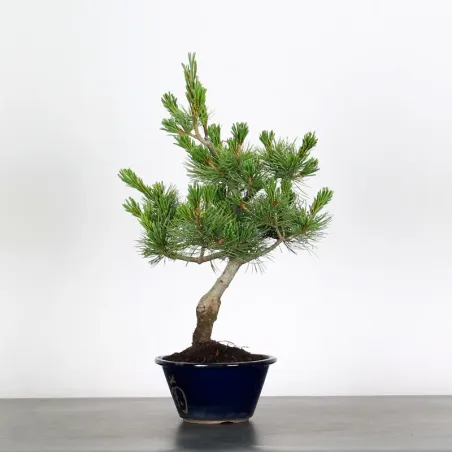 Bonsai Pin Pentaphylla PP-1-1