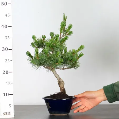 image supplémentaire - JAPANESE WHITE PINE...
