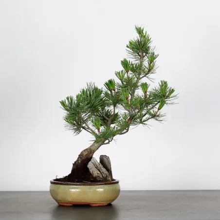 Bonsai Pin Pentaphylla PP-1-5