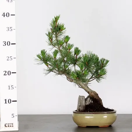 image supplémentaire - JAPANESE WHITE PINE...