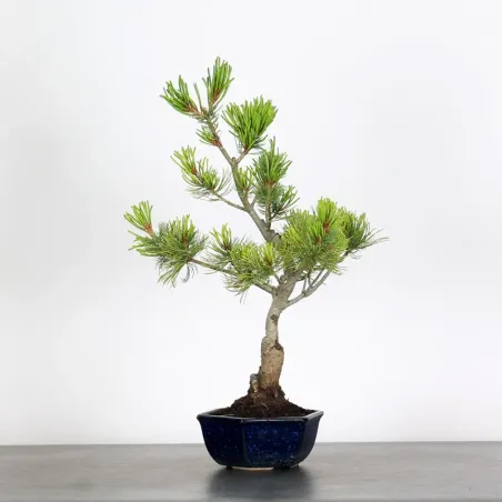 Bonsai Pin Pentaphylla PP-1-6