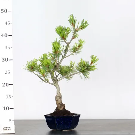 image supplémentaire - JAPANESE WHITE PINE...
