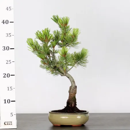 image supplémentaire - JAPANESE WHITE PINE...