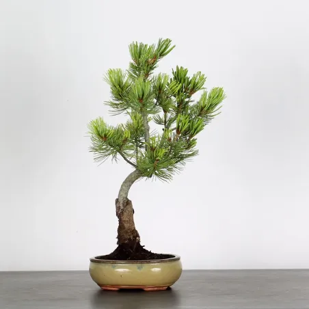 Bonsai Pin Pentaphylla PP-1-7