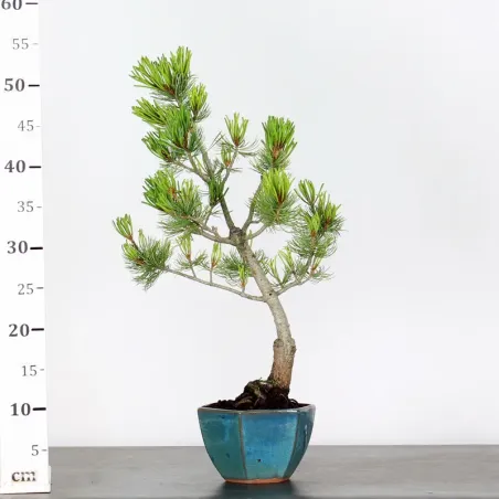 image supplémentaire - JAPANESE WHITE PINE...