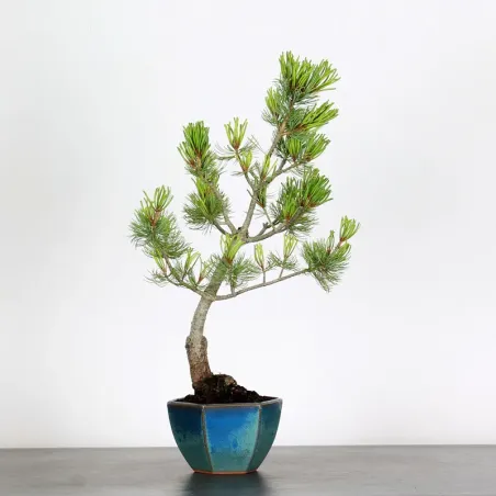 Bonsai Pin Pentaphylla PP-1-8