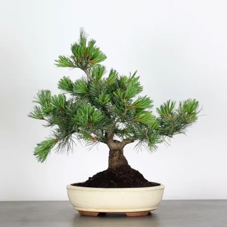 Bonsai Pine Pentaphylla PP-2-1