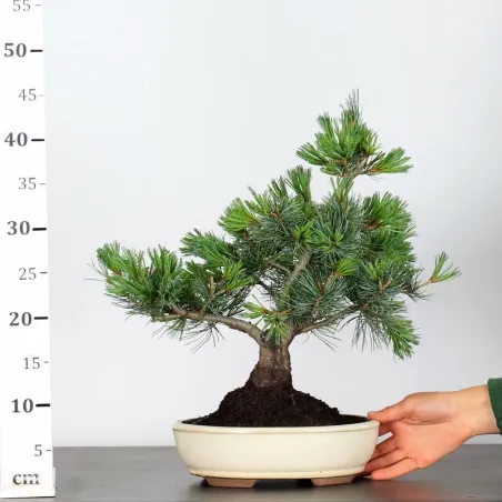 image supplémentaire - JAPANESE WHITE PINE...