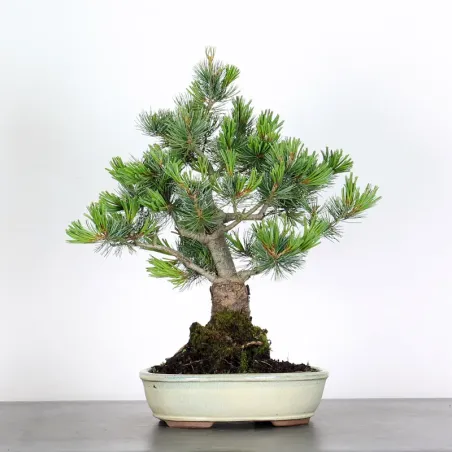 Bonsai Pin Pentaphylla PP-2-2
