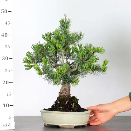 image supplémentaire - JAPANESE WHITE PINE...