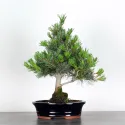 JAPANESE WHITE PINE “PENTAPHYLLA” 2-3