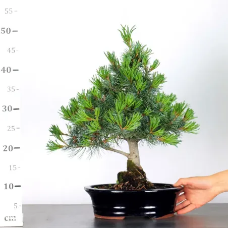 image supplémentaire - JAPANESE WHITE PINE...