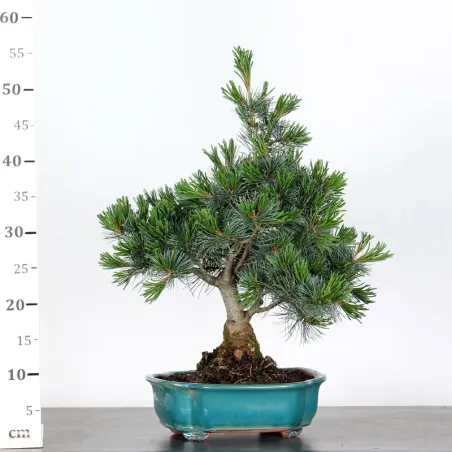 image supplémentaire - JAPANESE WHITE PINE...