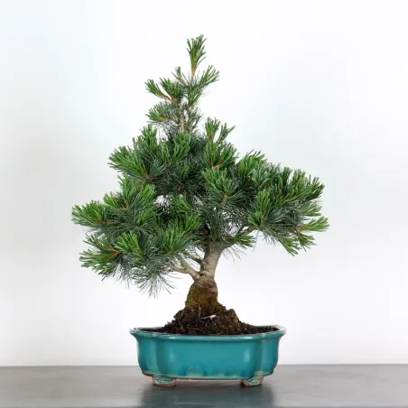 JAPANESE WHITE PINE “PENTAPHYLLA” 2-4