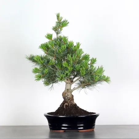 JAPANESE WHITE PINE “PENTAPHYLLA” 2-5