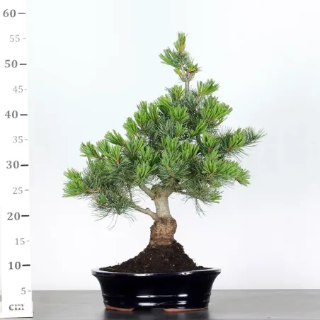image supplémentaire - JAPANESE WHITE PINE...
