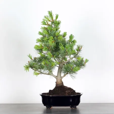 PIN BLANC DU JAPON "PENTAPHYLLA" 2-6