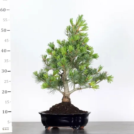 image supplémentaire - JAPANESE WHITE PINE...