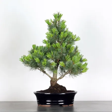 JAPANESE WHITE PINE “PENTAPHYLLA” 2-7