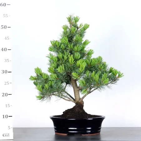 image supplémentaire - JAPANESE WHITE PINE...