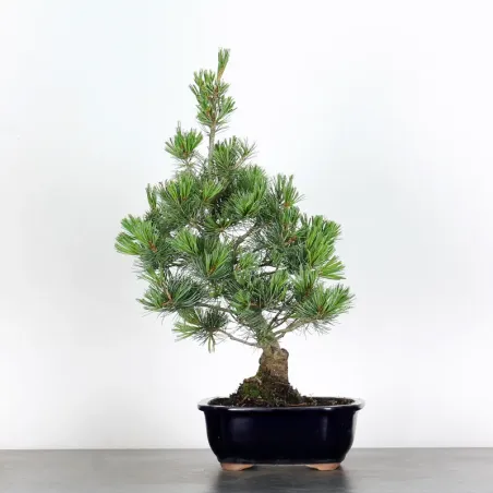 JAPANESE WHITE PINE “PENTAPHYLLA” 2-8
